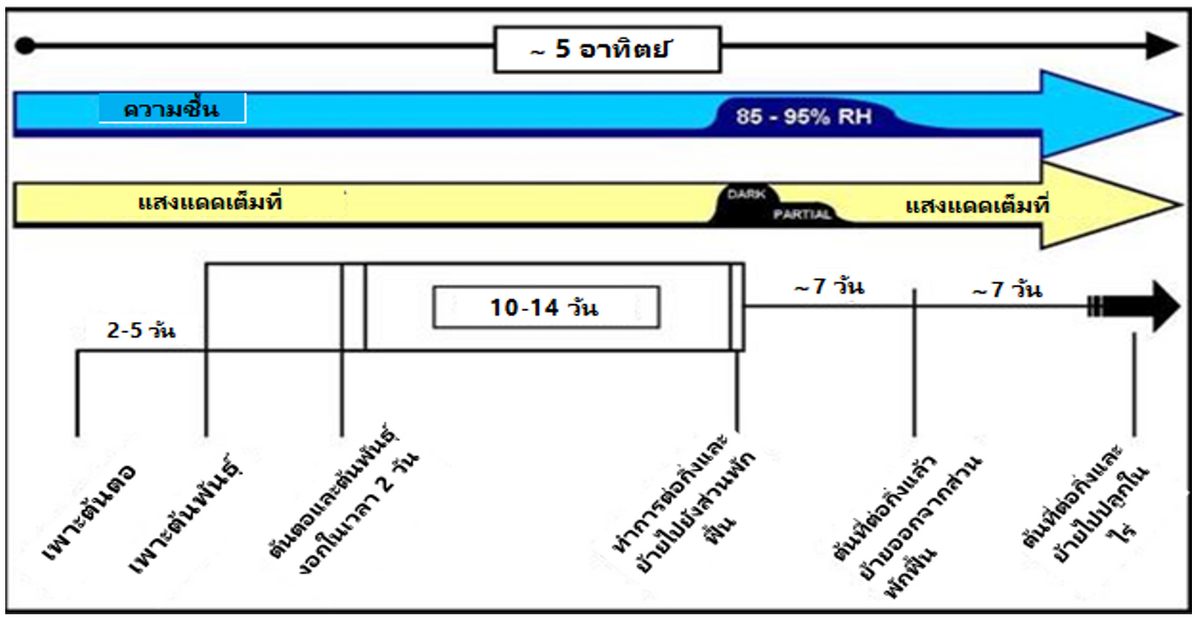 AN43 Tom Fig2 Thai